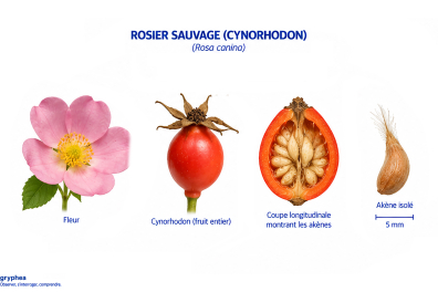 Fruit du Rosier sauvage (cynorhodon)